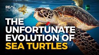 Why Evolution Has Screwed Sea Turtles (And So Have We)