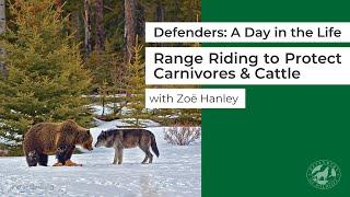 Defenders: A Day in the Life - Range Riding to Protect Carnivores & Cattle