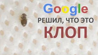 Как выглядят постельные клопы, а как - сеноеды? Почему люди путают их и причем здесь Гугл Объектив?