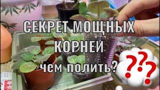 ЧЕМ ПОЛИТЬ Фиалки? СЕКРЕТ МОЩНЫХ КОРНЕЙ! + нюансы для Зимы