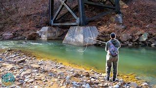 Fly Fishing a Creek with Tons of Trout!! (NEW PB)