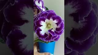 Сеянец глоксинии АК 18-01/41(01). Глоксиния выращенная из семян