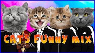 Cats Funny Meme Compilation - Coffin Dance Song (COVER) - Cats USA