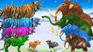 10 Zombie Tigers vs Cow Cartoon Rescue Saved By Woolly Mammoth Elephant Giant Animal Fights