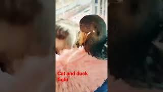 Cat and duck fight #shorts