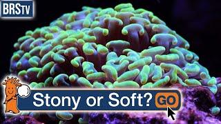 What Is the Difference Between Stony & Soft Corals?