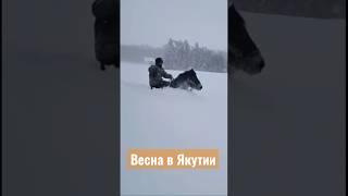 Аномальная зима, весна… Что же будет летом ?? #якутия #russia #хочуврек #шортс #зима #top #снег