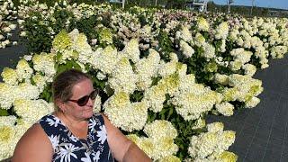 Гортензия метельчатая Полярный Медведь Hydrangea paniculata `Polar Bear`