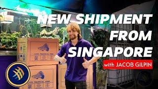 UNBOXING FRESHWATER SHIPMENT FROM SINGAPORE (DEC 2024)