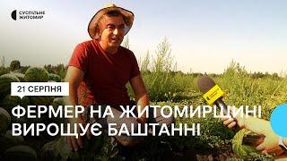 «Талісман» та «Бомбейро»: поблизу Житомира місцевий фермер на власному полі вирощує кавуни та дині