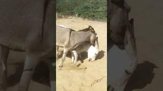 #animals #donkey #youtubeshorts #pets #babydonkey