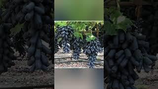 how to grow grape plant  #grapeindia#yrt