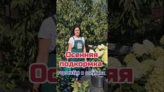 Осенняя подкормка  гортензии и голубики #дача #гортензия #голубика