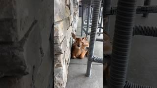 A BABY DEER came to my HOUSE?!  #cute #deer #baby #omg #animals #trend #nature #love #happy