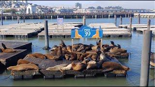 Beautiful Pier39 and sea lions in San Francisco