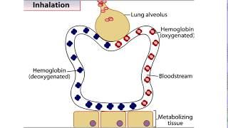 How Hemoglobin Picks Up and Delivers Oxygen