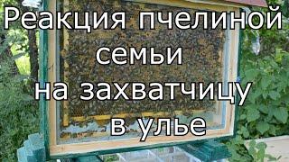 Захватчица в улье. Реакция пчел на чужую матку.