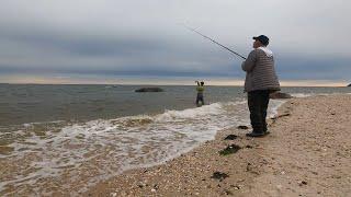 Tatuog fishing from shore (Long Island Sound NY) shallow water blackfish