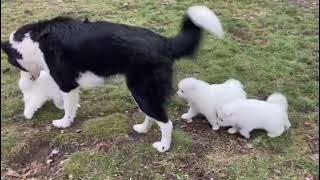 With Lovely Smile kennel - Samoyed litter B - 5 weeks old - in the garden