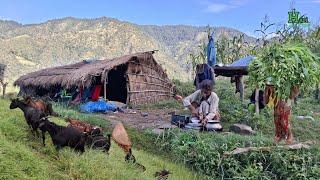 This is Himalayan Hari Rokaya Village Lifestyle in Nepal | Daily Activities of Nepali Village People