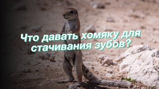 Что давать хомяку для стачивания зубов?