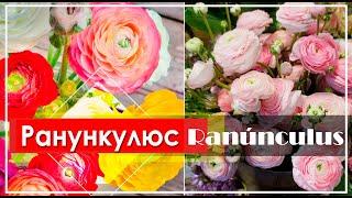 Ранункулюс - Ranunculus / Самый КРАСИВЫЙ и НЕЖНЫЙ Цветок во всем мире ЛЮТИК Альпийский