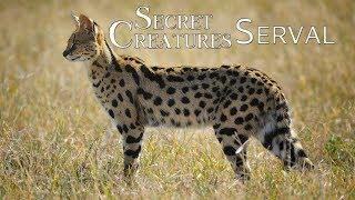  The Elusive Serval: Africa's Lesser-Known Spotted Cat  | Wildlife Conservation