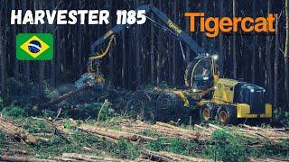 Harvester TIGERCAT 1185 !!!! Corte de pinus BRASIL.