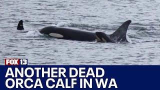 Orca Tahlequah seen pushing second dead calf in WA waters | FOX 13 Seattle