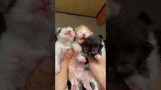 Timelapse Cute Kittens Aged 1 To 100 Days #kucinglucu #kucing #kitten #catlover