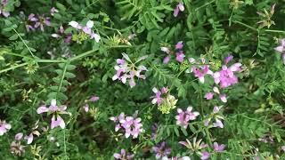 CROWN VETCH  “to be or NOT to be” (good or bad) erosion control, invasive