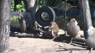 Monkeys playing