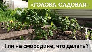 Голова садовая - Тля на Смородине, что делать?
