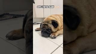 Oops I farted again  #dog #puppy #cute #funny #cutepuppy