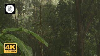 Heavy Tropical Rain on Roof in Costa Rica | Relaxing Rain Sounds Sounds for Sleep, Insomnia, Study