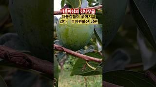 #대봉감 무농약 감이굵어지고있다 나훈아 감나무골