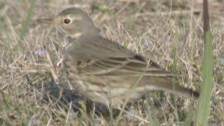 American Pipit