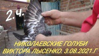 2.ч. Николаевские - Голуби. ВИКТОРА ЛЫСЕНКО. П. САНДАТА. РОСТОВСКАЯ ОБЛ. 3.08.2021.Г.