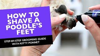 How to Shave a Poodle’s Feet | Step-by-Step Grooming Guide with Kitty Ponnet