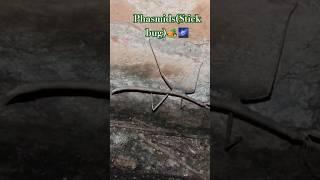 Phasmids(Stick bug insect) #insectshorts #insects #stickbug #animalplanet #nationalgeographic #wild