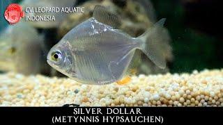 Metynnis hypsauchen THE AFFECTIONATE SILVER DOLLAR.  (Leopard Aquatic C052B)