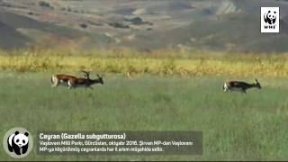 Ceyranlar geri dönürlər / Gazelles are back