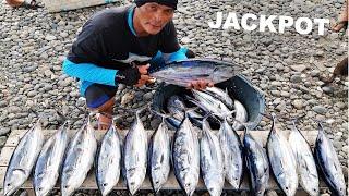 Amazing Skipjack Tuna Traditional Fishing Technique, Shrimp as Bait (Catch and Sell)