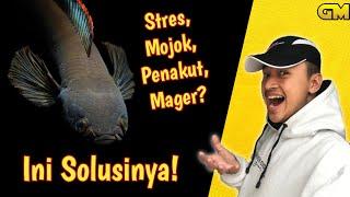 Wajib Tau! Ternyata ini cara lengkap agar Channa Limbata tidak Stres, Mojok, Penakut, dan Mager!