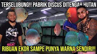 TERSELUBUNG!! PABRIK DISCUS DI TENGAH HUTAN ADA RIBUAN EKOR SAMPE PUNYA WARNA SENDIRI!! JADE DISCUS