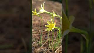 Narcissus x perezlarae, Chiclana de la Frontera, Cádiz (España), 25-X-2023