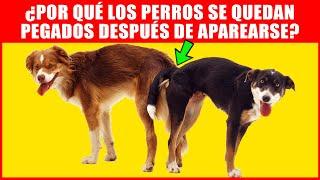 ¿Por Qué Los Perros Se Quedan Pegados Después De Aparearse? - Proceso De Reproducción Explicado