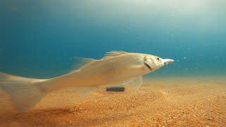 Sea bass Eats Bait Underwater (LIVE)