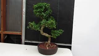 Curved Trunk Style Flowering Fukien Tea Specimen Bonsai Tree.  It's an OLD one.