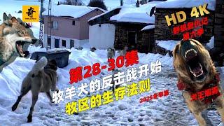 大型紀錄片【野狼復仇記】第六季28-30集，牧羊犬的反擊戰開始，，第二犬王單挑狼群，眾犬集體圍堵野狼，牧區的生存法則